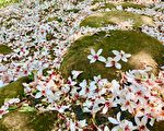 青松絮語：花瓣雨中