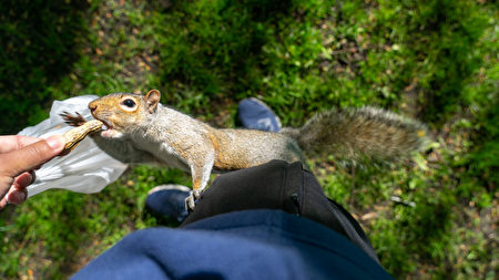 波士顿大胆松鼠爬裤管取食 大纪元