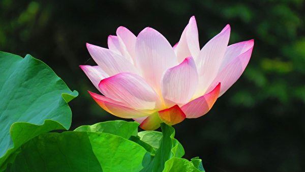 組圖：台南白河蓮花季 攝影師捕捉蓮花唯美