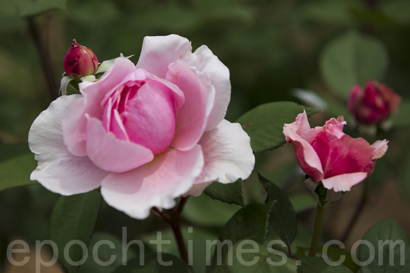 组图 首尔大公园玫瑰盛开成赏花人气景点 玫瑰花庆典 大纪元