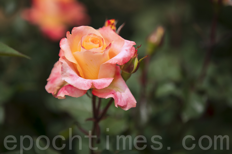 组图 首尔大公园玫瑰盛开成赏花人气景点 玫瑰花庆典 大纪元