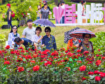 組圖：首爾大公園玫瑰盛開 成賞花人氣景點