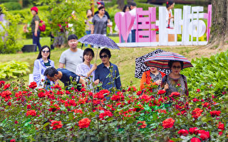 組圖：首爾大公園玫瑰盛開 成賞花人氣景點