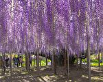 世界級夢幻景色再現 日本大紫藤花盛開