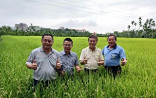屏東一期稻作收割 農糧署籲稻農不搶割