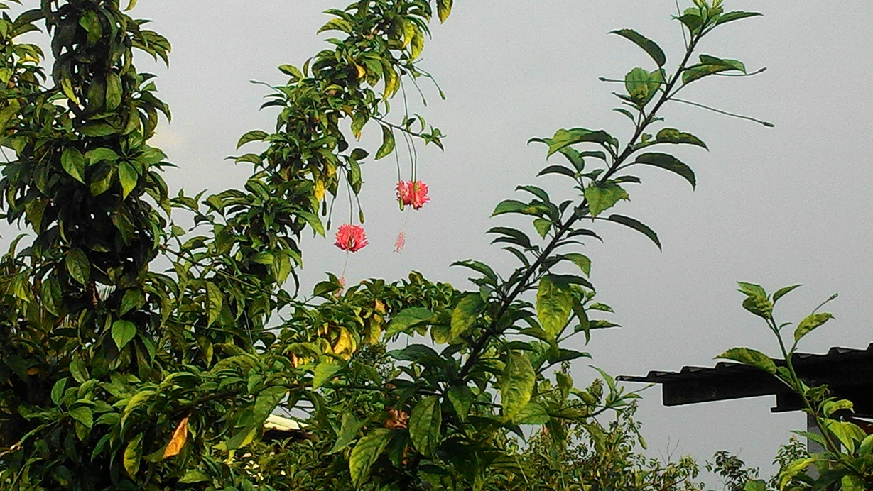 一盏盏垂挂的华丽红粉灯笼,花姿纤细娇俏,吊灯扶桑风摇曳,十分美丽。(曾晏均/大纪元)