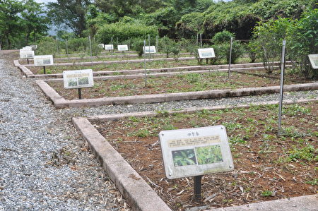 舞鶴水土保持戶外教室的茶樹標本區，共有25種不同品種的茶樹。.