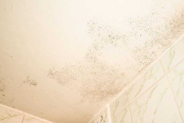 用完浴室，用长柄的橡皮刮水器或超细纤维拖把去除天花板的水滴。单是这样就是非常有效的霉菌应对法。(Shutterstock)