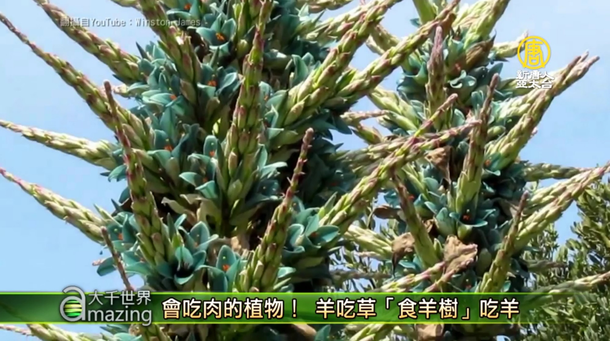 会吃肉的植物 羊吃草 食羊树 吃羊 火灾 南美洲 食肉植物 大纪元