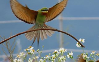 金門賞鳥 攝影師分享拍攝鳥類豐富生態趣事