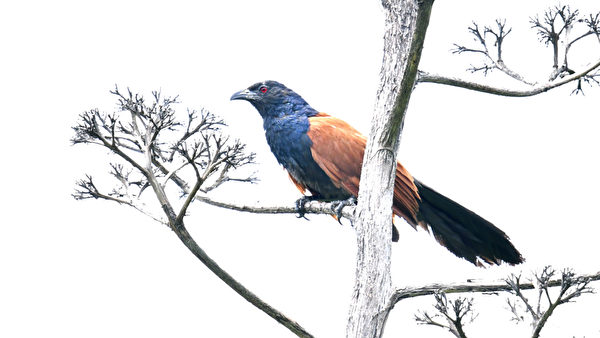 金門賞鳥趣 攝影師分想拍攝的豐富鳥類生態