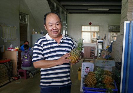名間農友陳建宏教消費者挑選優質金鑽鳳梨。