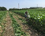 台湾本岛秋行军虫现踪 防疫进入强制喷药