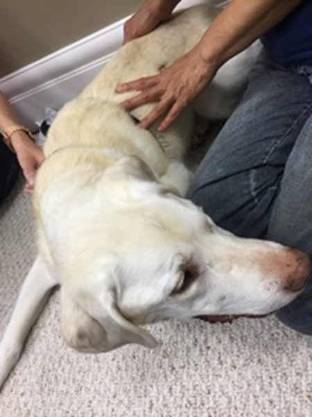 黄雪子通过针灸、中医调理，成功治愈了等死的动物犬。（黄雪子医师提供）
