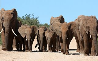 象群爲小象送葬視頻熱傳 動物王國的最後道別
