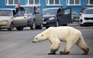 北极熊出没俄国工业城 40年首见