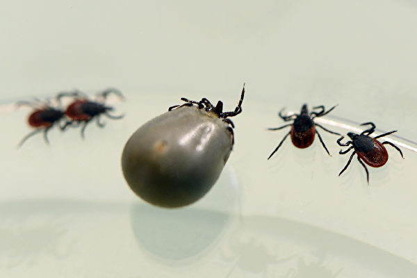 美國萊姆病例增加 夏季如何防止蜱蟲叮咬