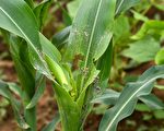虫害继续蔓延 草地贪夜蛾侵大陆19省