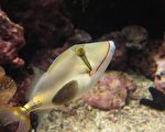 海生馆夏日海洋派对 毒吻棘鲀惊艳登场