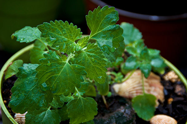 些植物有特殊的香氣，能令蚊蟲避而遠之。圖為貓薄荷。(Shutterstock)