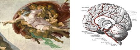 米开朗琪罗《创世记·创造亚当》与大脑结构对照图。（公有领域／大纪元合成）