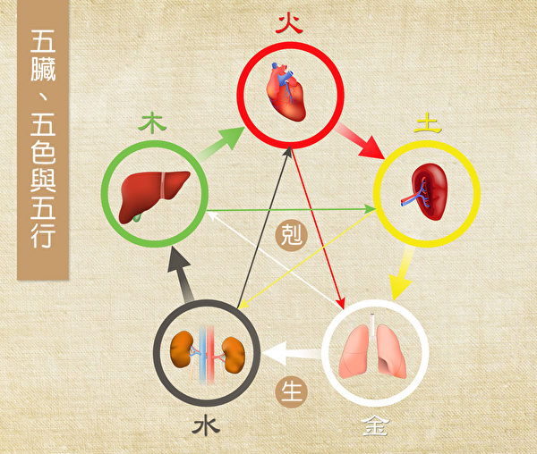 肝、心、脾、肺、腎五臟對應五色、五行。彼此有相生相剋的關係。（Shutterstock/大紀元製圖）