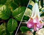 10种有毒植物很危险 在北美一定要注意