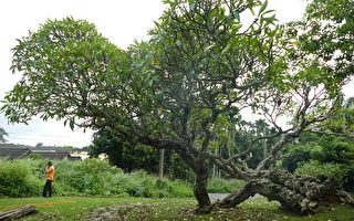 南投三百年老樟樹遭蟲害 樹醫團隊展妙手