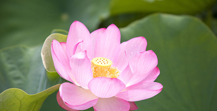 Rikyo.HR | #生け花#花のある暮らし#趣味 #葉蘭