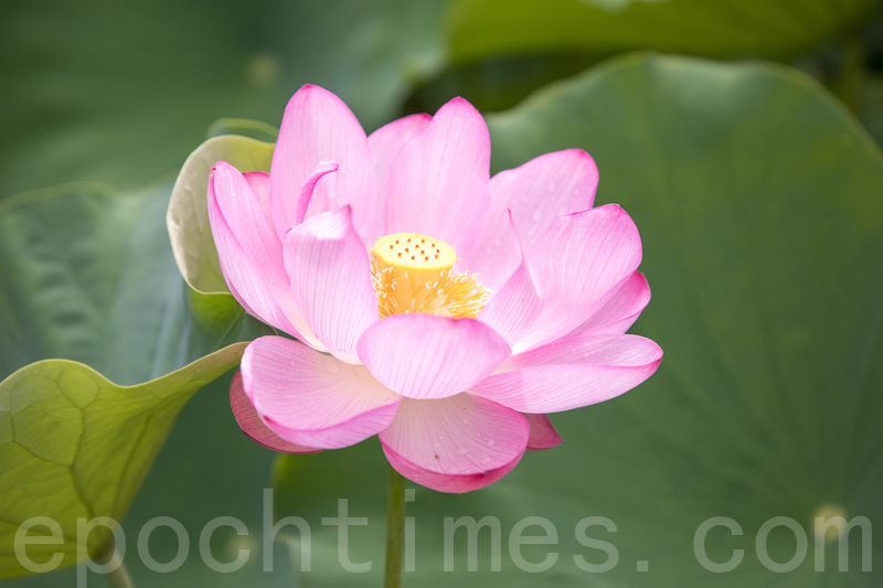 堆朱風 花卉 樱花Cherry blossoms 黄金妞Hildewintera - 花梦网