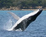 悉尼海域鯨魚撞翻船隻 致一人死亡一人住院