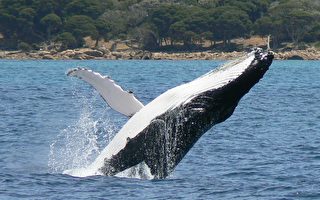 悉尼海域鲸鱼撞翻船只 致一人死亡一人住院
