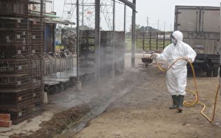 禽流感疫情频传 吁请业者强化禽场生物安全