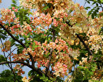 「彩虹旃那」7月限定花景民眾朝聖搶拍