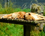 奧克蘭動物園重建耗資5800萬美元：與老虎眼對眼