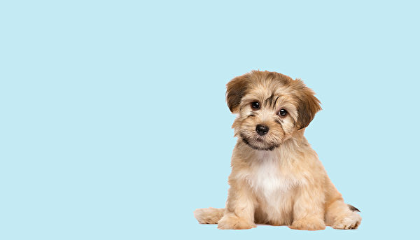 小狗。(Dorottya Mathe/Shutterstock) 