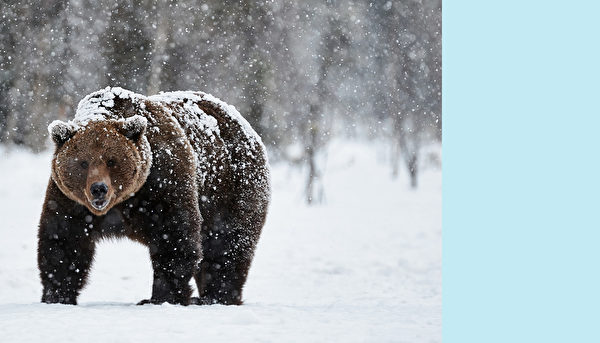 熊。(ArCaLu /Shutterstock) 