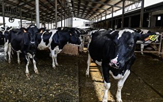 澳洲乳业持续萎缩 维州一奶厂年底关门