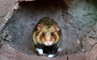 荷蘭出現異象 數百隻老鼠集體死亡