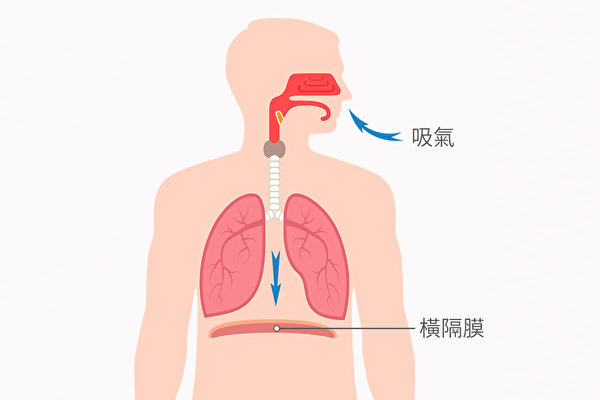 腹式呼吸能够运动到最大块的呼吸肌群——横膈膜。(Shutterstock)