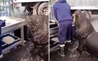 海獅和魚市工人的有趣互動吸引了攝像者在旁觀看，溫馨一幕全被錄入鏡頭。（Reddit:Tylers_Twin授權視頻截圖）