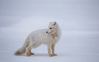 奇蹟！一隻北極狐76天從挪威穿行至加拿大