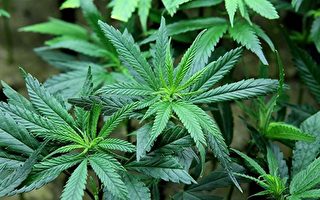澳洲医用大麻种植获审批优先权
