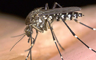 洛縣又發現4例西尼羅河病毒蚊子