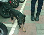 小狗流浪到派出所 差點變身成警犬
