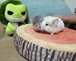 新萌宠来台湾报到了——胖龙猫&呆陆龟