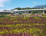淡水稼日蒔光基地夏日花海 輕軌站前打卡新亮點