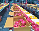 紅龍果競賽推升品質 外埔農村女力奪冠