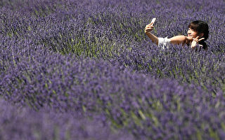 组图：法国一望无际的薰衣草花海 紫色梦幻