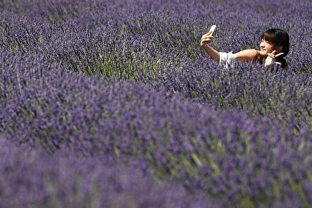 组图 法国一望无际的薰衣草花海紫色梦幻 普罗旺斯 瓦朗索尔 北海道 大纪元